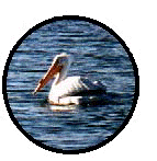 pelican.jpg (21420 bytes)